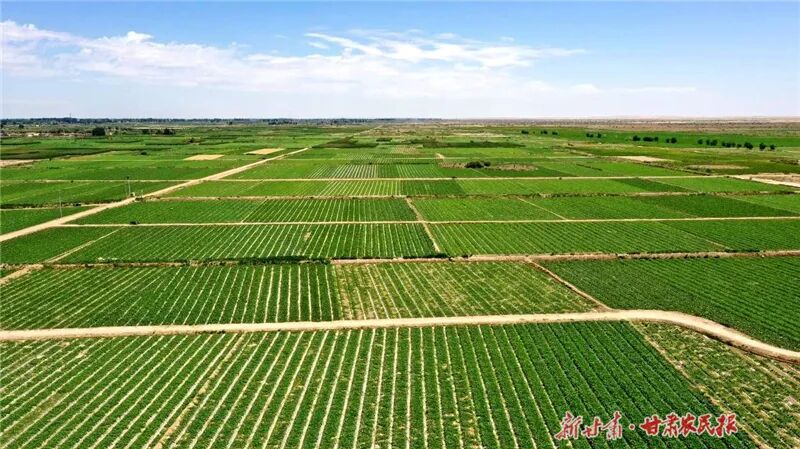 名单公布！“民勤蜜瓜产业园”入选2026年省级现代农业产业园项目名单