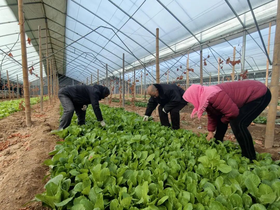 新春走基层丨村企联建聚合力 科技赋能促增收——凉州区新华镇智慧农业产业园发展见闻