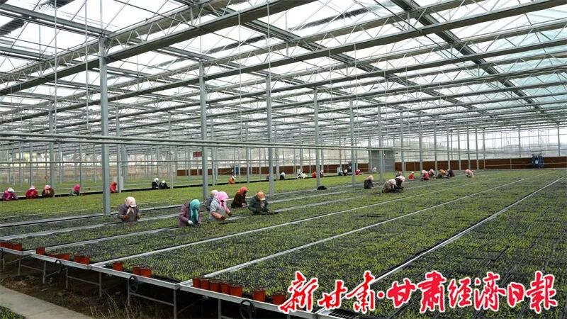 Yes(县域)天祝:以种苗为基 绘就特色(48094083)-20260424095857_副本 图片