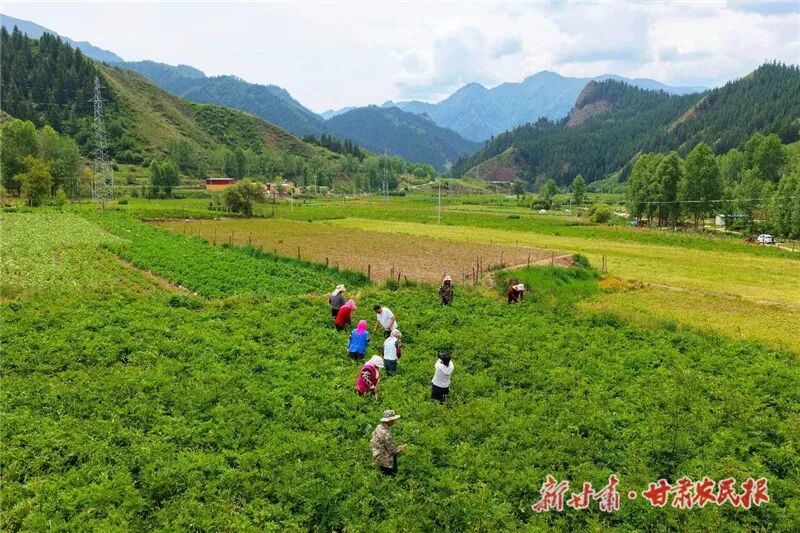 王开珍2 图片