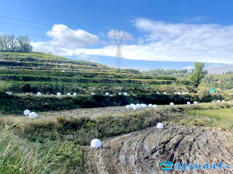 广河：6000亩粮改饲玉米全部完成收割打包