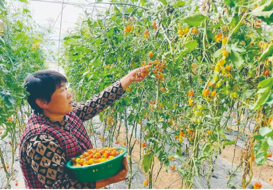 临夏县：“牛壮菜绿”双轮驱动 特色产业撬动乡村振兴