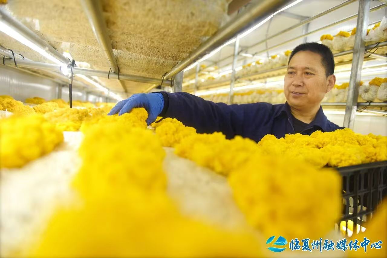 永靖：“智慧云舱”赋能金耳产业飘香