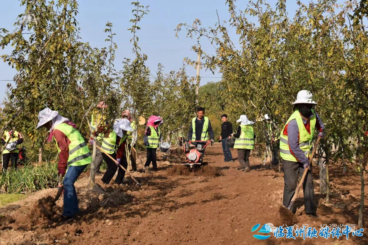 临夏：低效椒园精耕破困局 出口基地严标拓新篇