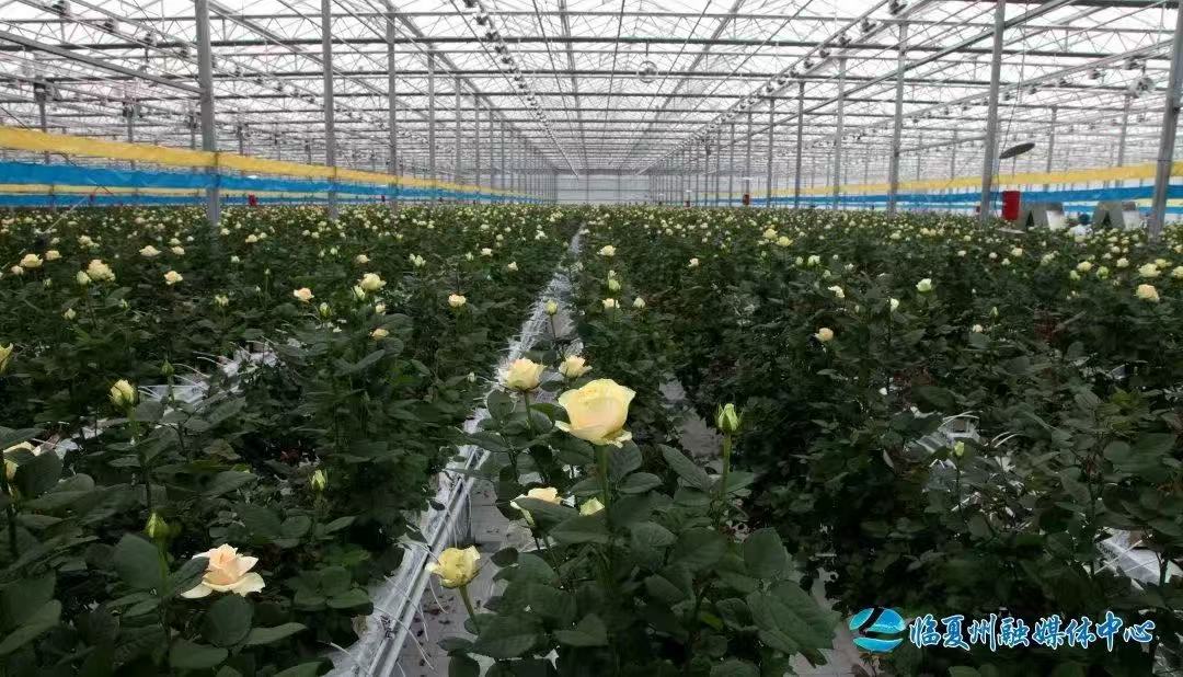 临夏县推动特色产业高质量发展