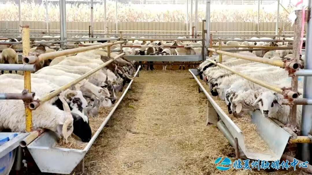 广河县：产业赋能 绘就和美乡村新画卷