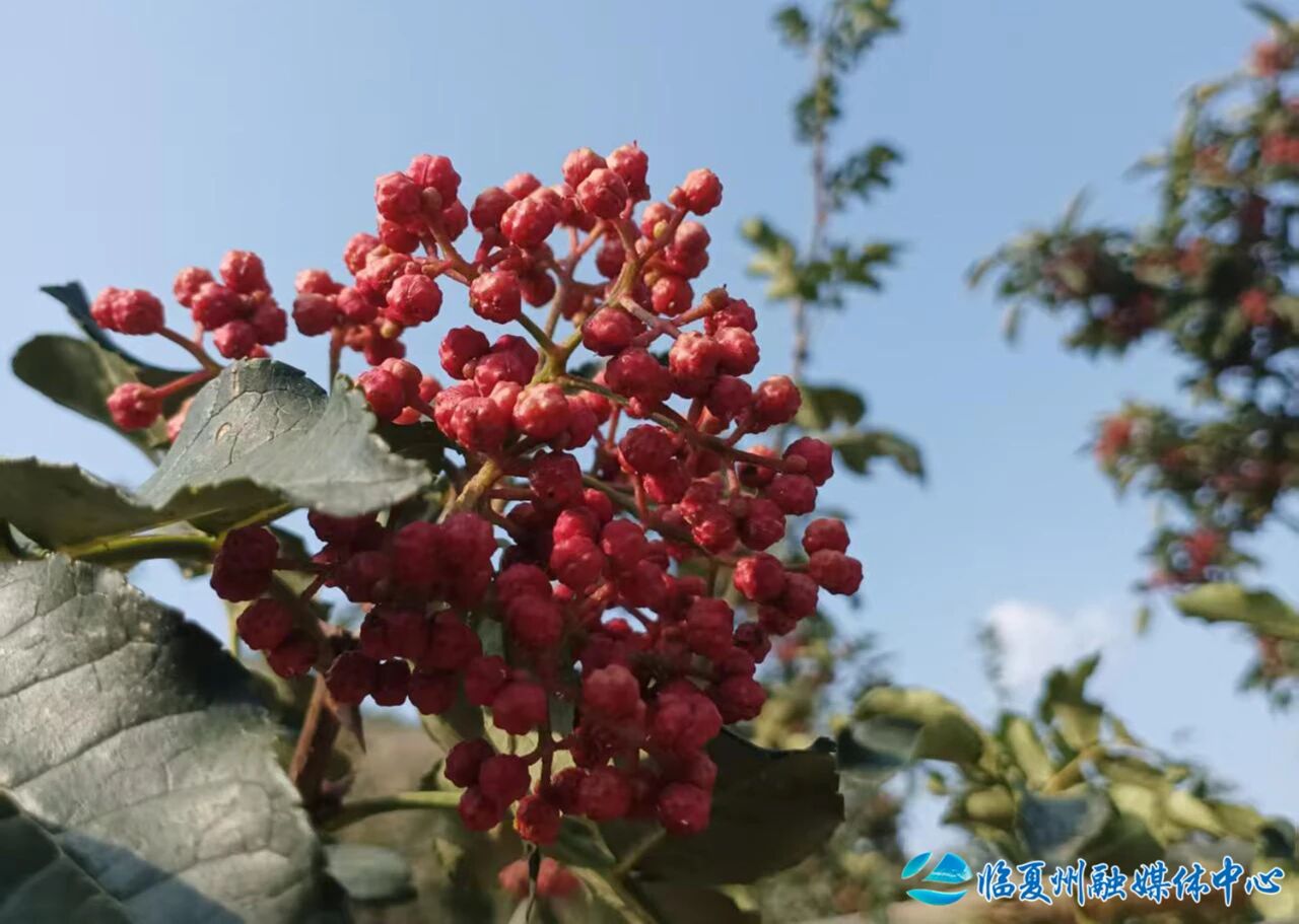 永靖县：花椒绘就丰收图景