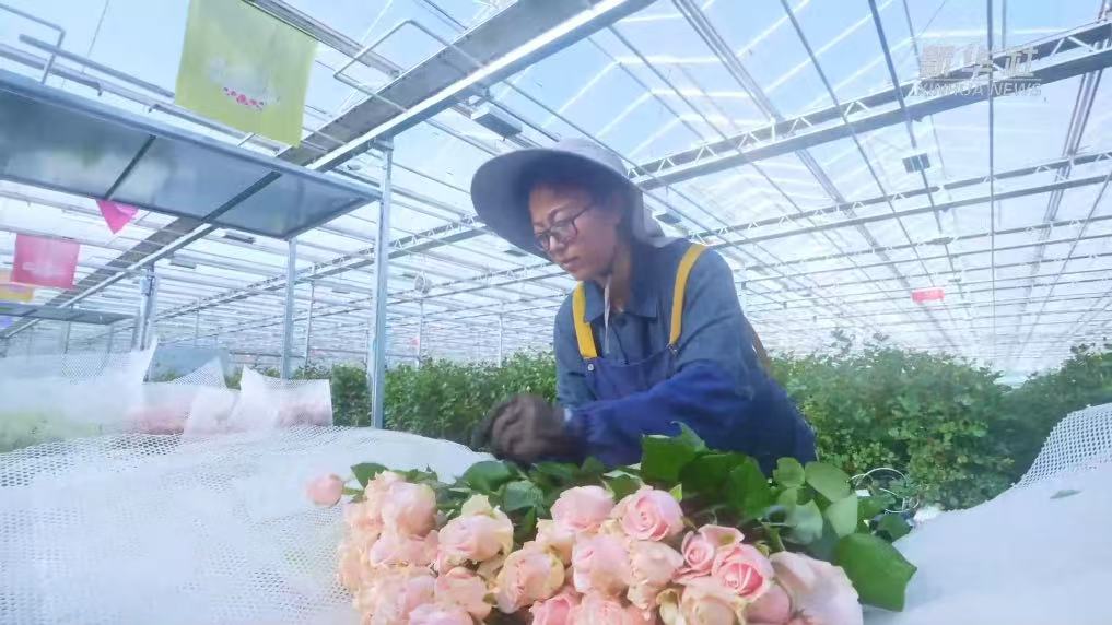【央媒看临夏】黄土高原上的鲜切玫瑰“超级工厂”