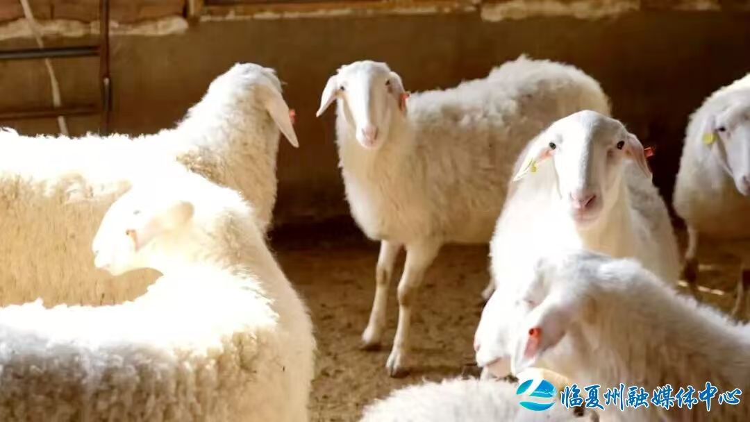 广河县：牛羊销旺产业兴