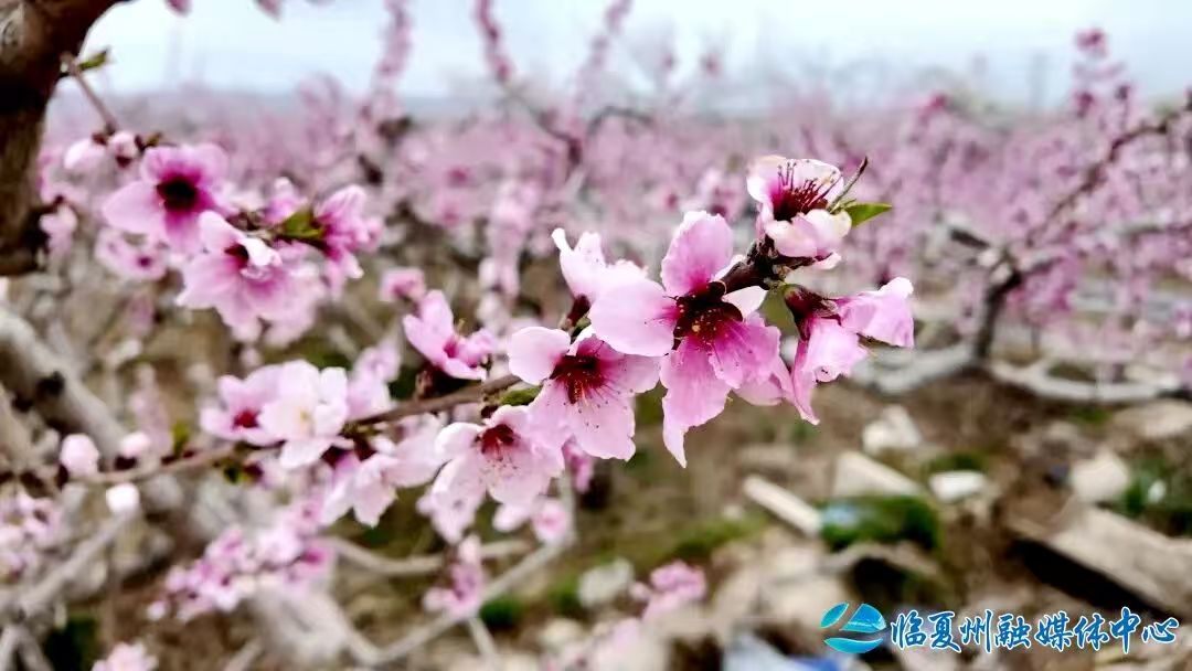 桃林作台 春风为媒——临夏县“花式”激活春日经济新动能