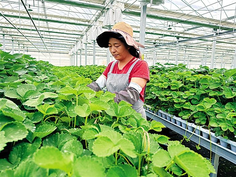 临夏州特色产业筑牢增收“压舱石”