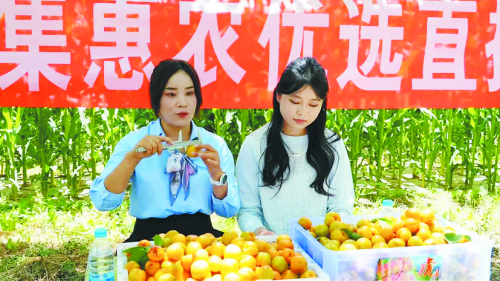 广河县：杏香盈沃野 线上解民忧