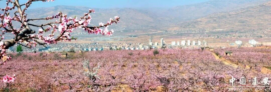 【2026秦安桃花会】2026年甘肃秦安桃花会将于4月8日开园 五大板块25项活动共绘春日文旅盛宴