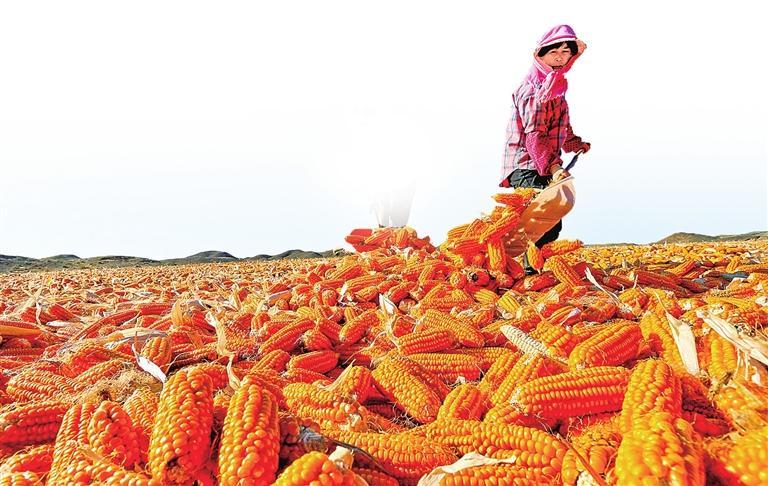 沃野流金溢翠 唱响丰收赞歌——甘肃省奋力建设全国现代寒旱特色农业先行基地